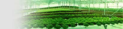 Commercial Horticultural Example